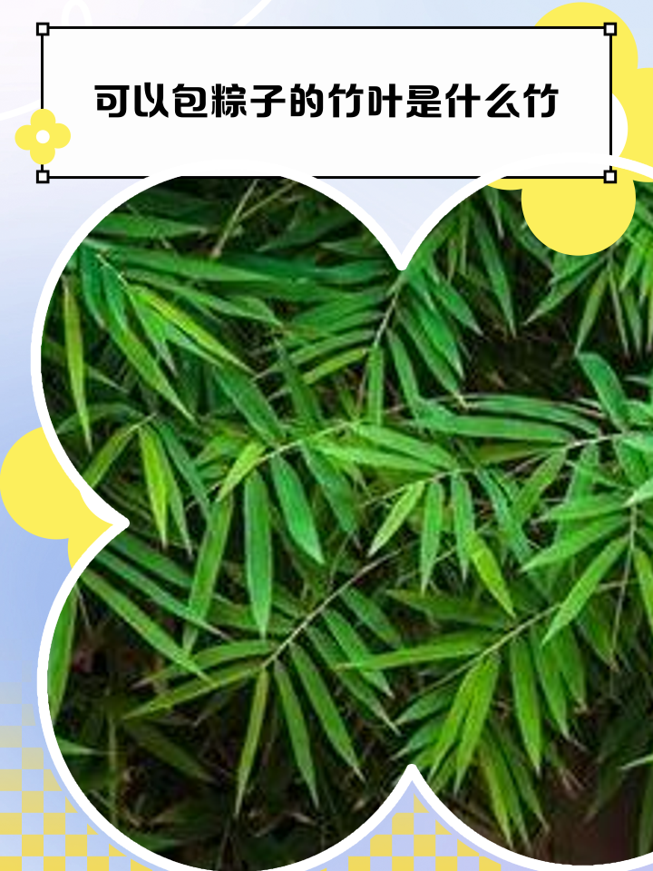 芦竹叶子包粽子有毒吗(芦竹叶可以包粽子吗?有毒吗?)