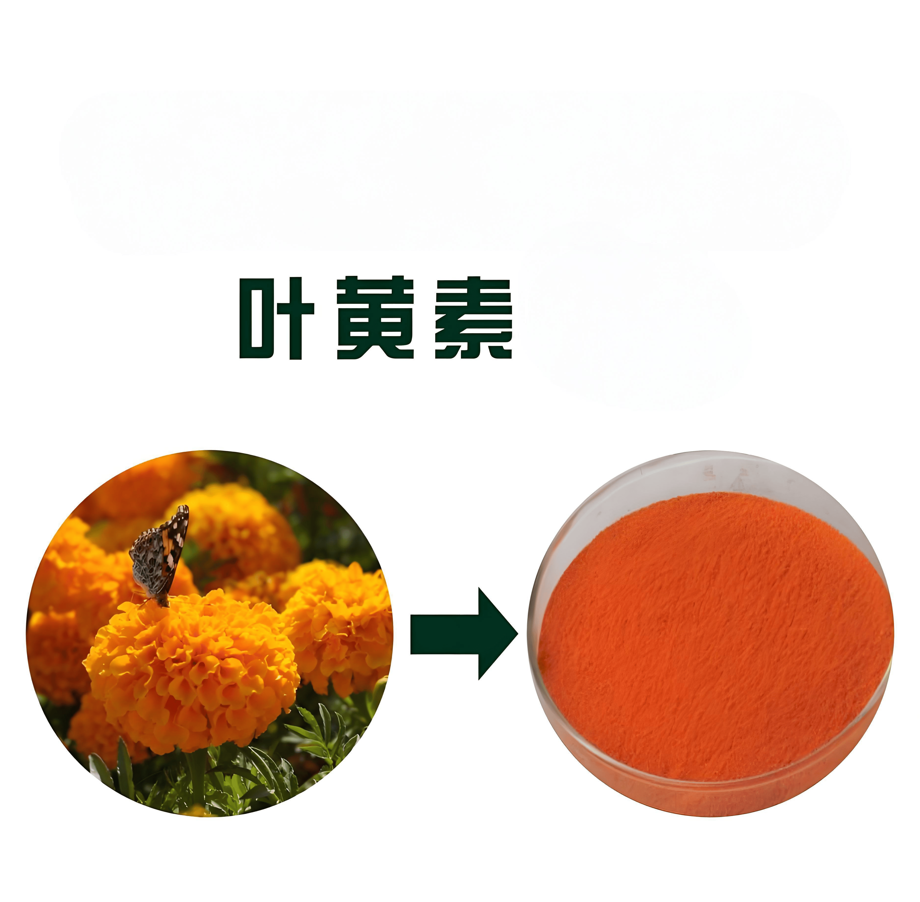 十大品牌叶黄素(叶黄素的十大品牌)