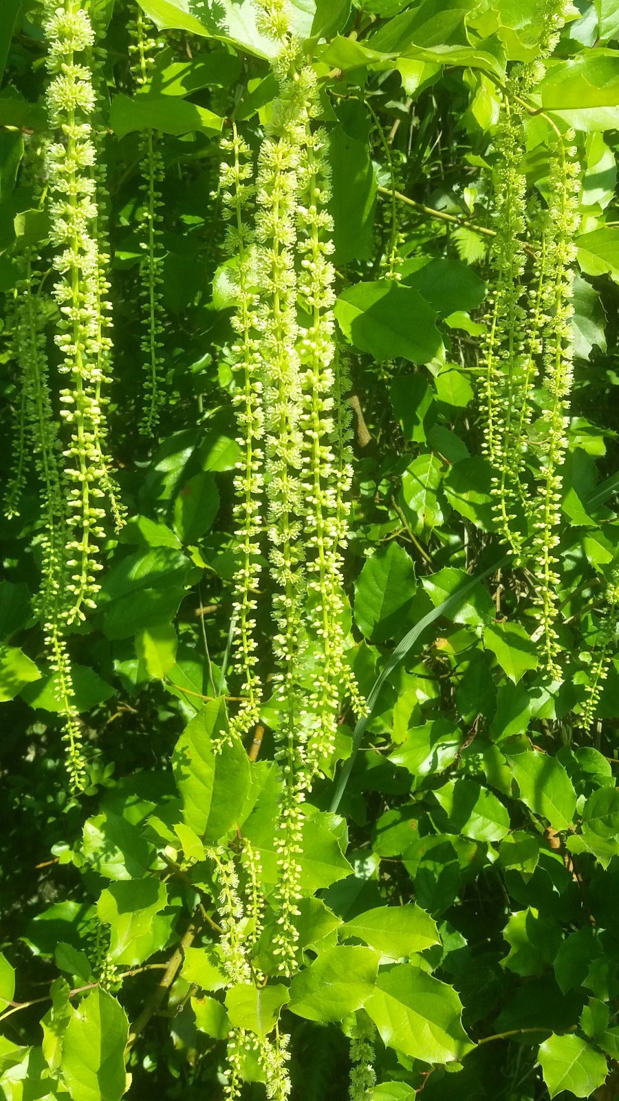 蓊(蓊怎么读)