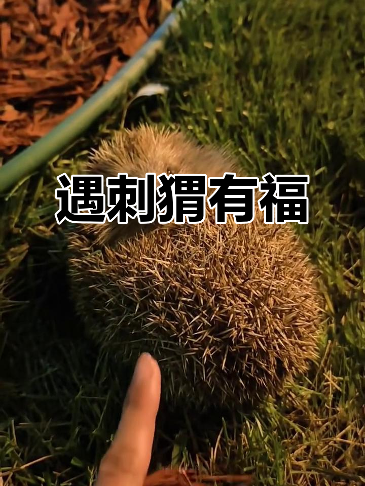 碰见刺猬什么预兆(碰见刺猬有什么说法)