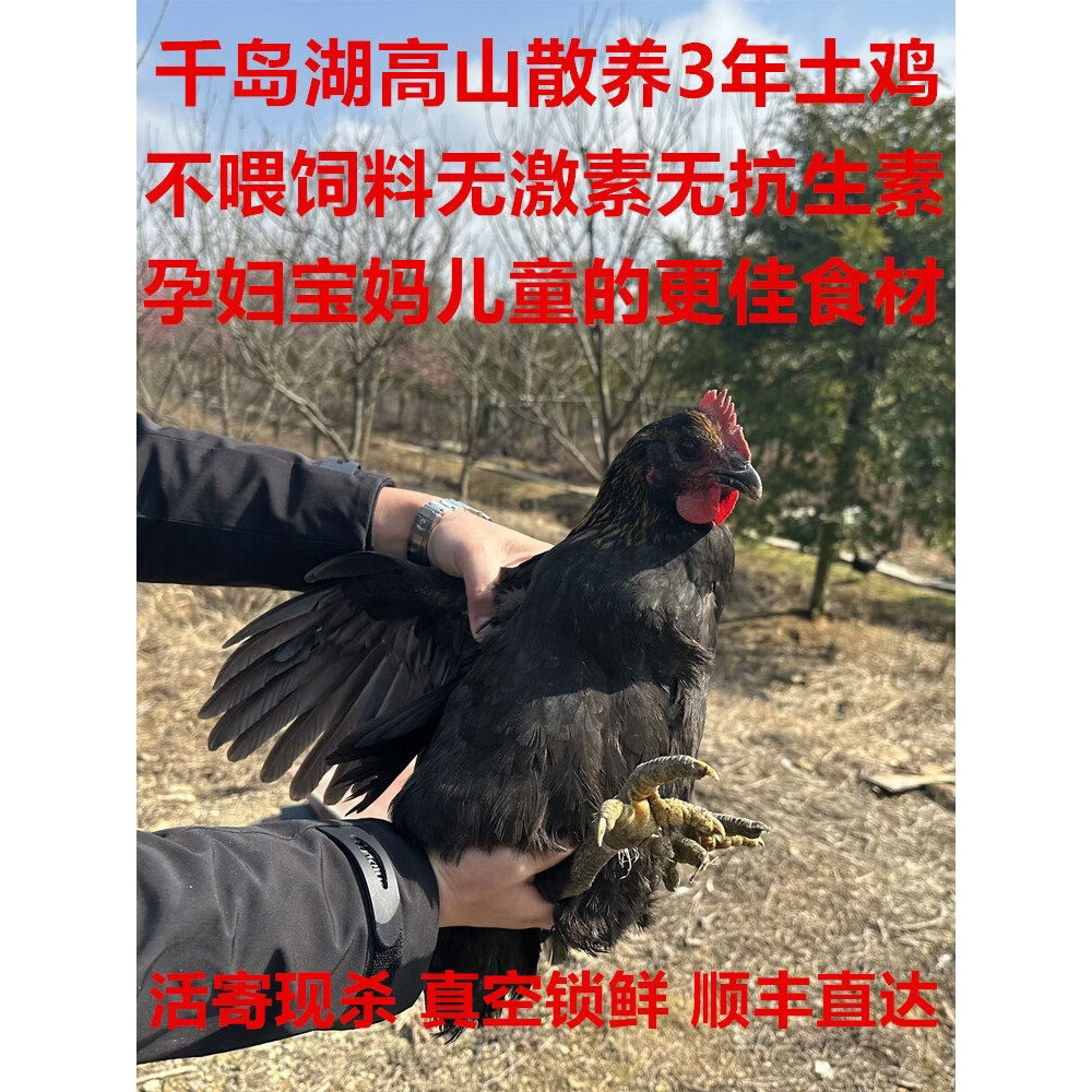 养一千只土鸡的利润(农村小伙养一百只土鸡利润多少?有人算了这样一笔账)