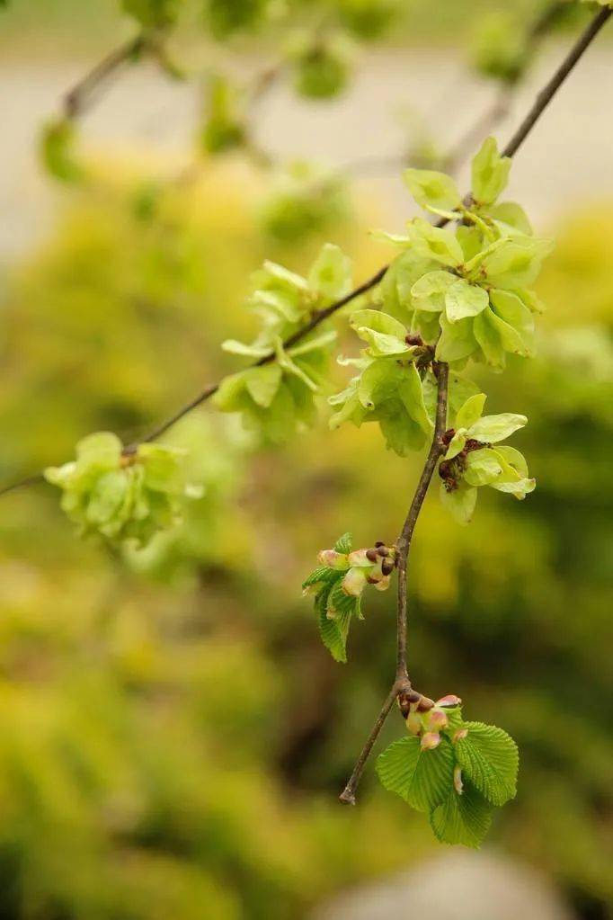榆荚是什么意思(杨花榆荚是什么意思) 榆荚是什么意思(杨花榆荚是什么意思)