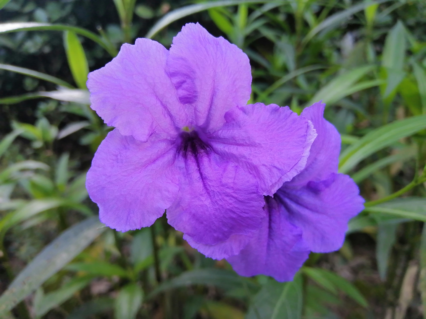 末莉花(茉莉花图片)