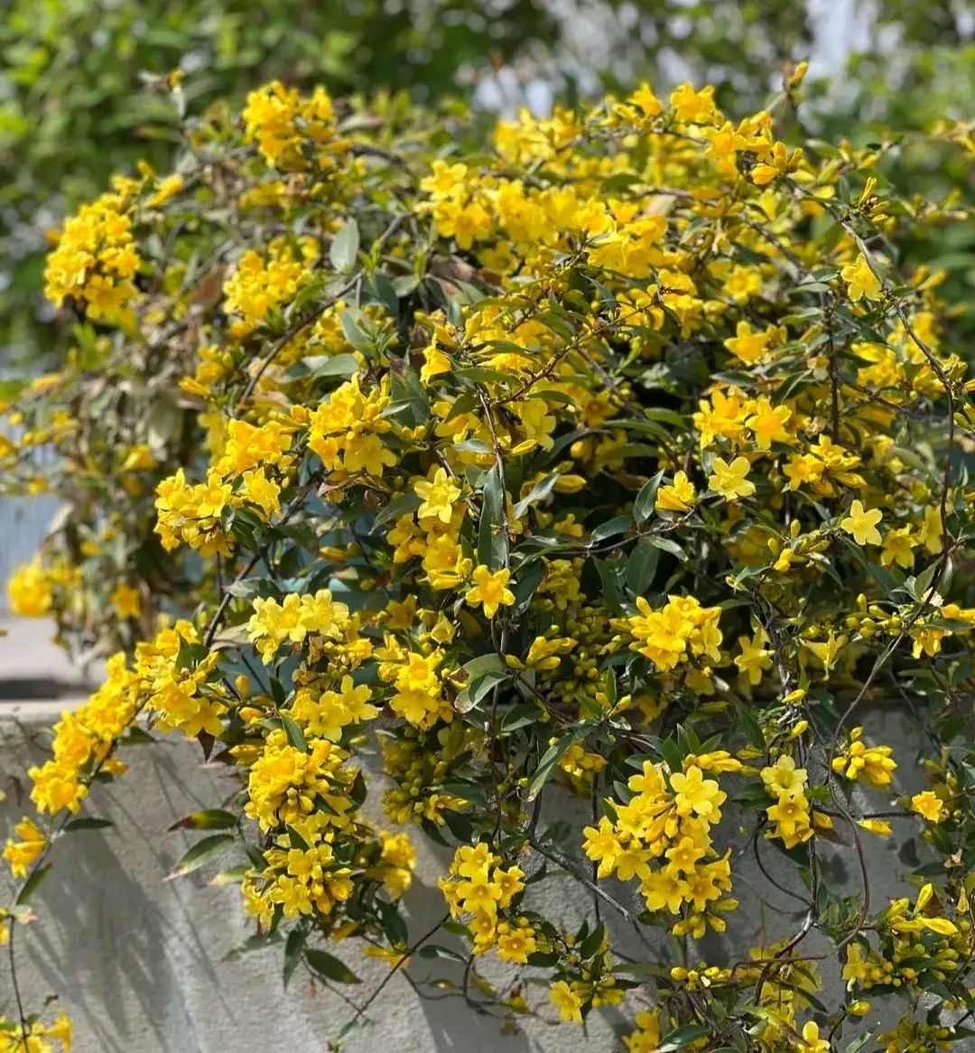 末莉花(茉莉花图片)