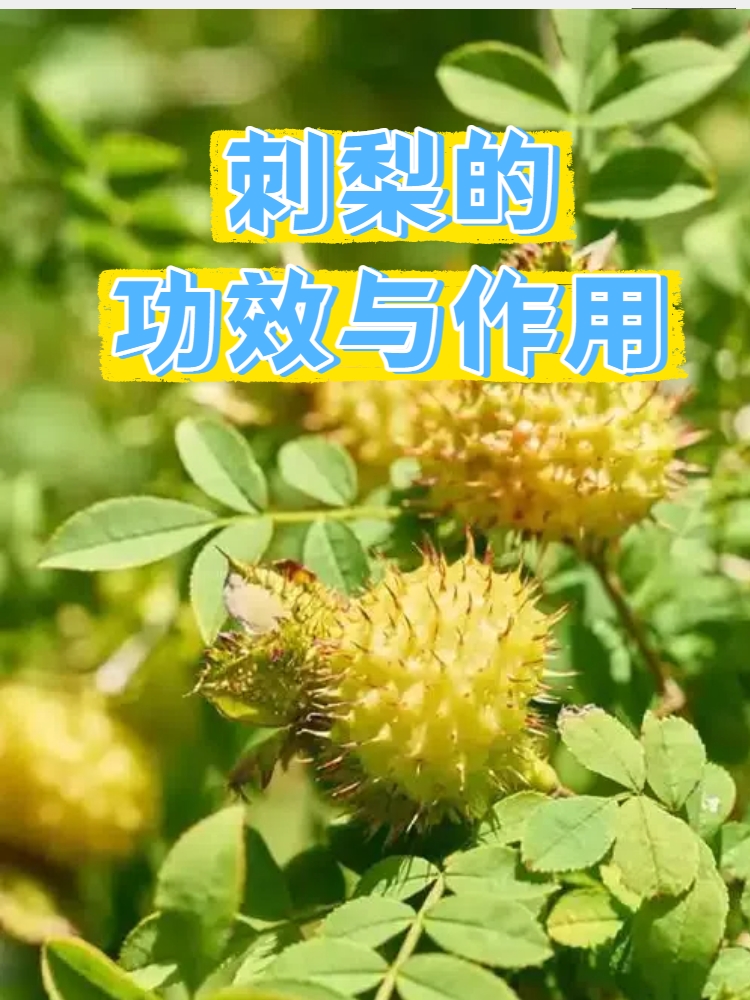 女人喝刺梨水的好处(女人喝刺梨水的好处和坏处有哪些) 女人喝刺梨水的好处(女人喝刺梨水的好处和坏处有哪些)