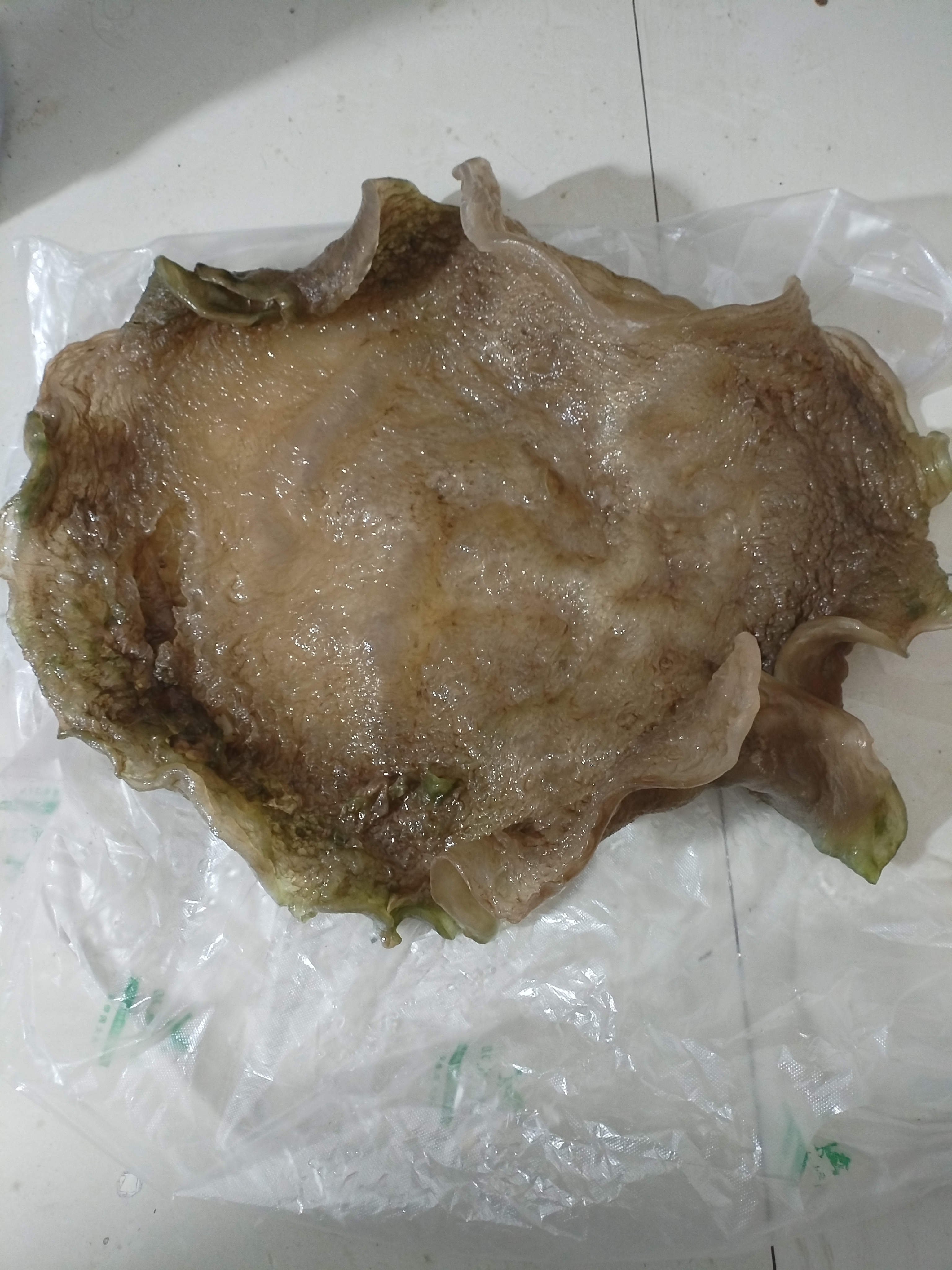西安肉灵芝(西安记着肉灵芝) 西安肉灵芝(西安记着肉灵芝)