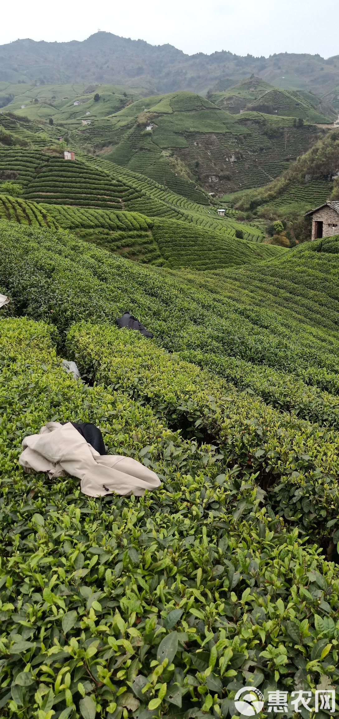 贵定云雾茶(贵定云雾茶价格) 贵定云雾茶(贵定云雾茶价格)