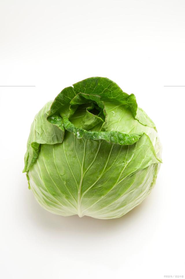 高丽菜是什么菜?(高丽菜是什么菜做的) 高丽菜是什么菜?(高丽菜是什么菜做的)
