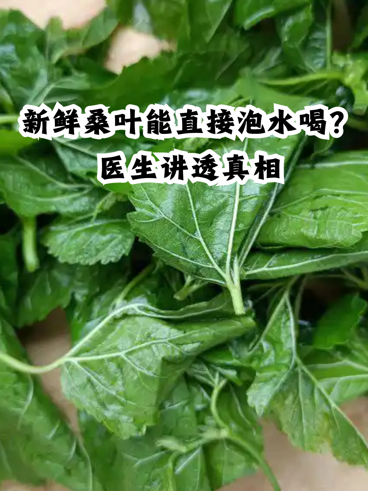 桑叶的简介(桑叶的特点和作用) 桑叶的简介(桑叶的特点和作用)
