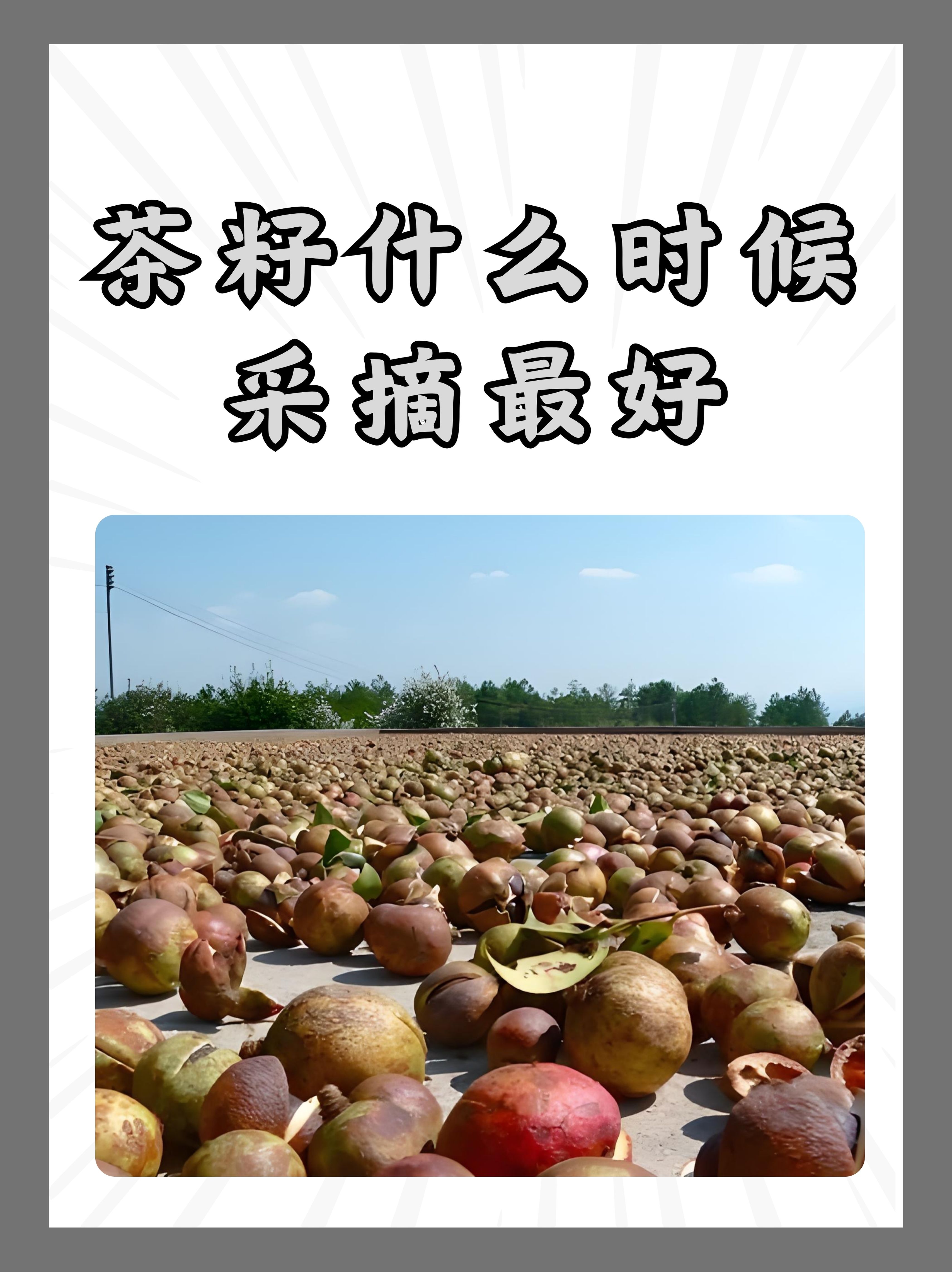 油茶籽油的功效和作用(油茶籽油的功效与作用及食用方法油) 油茶籽油的功效和作用(油茶籽油的功效与作用及食用方法油)