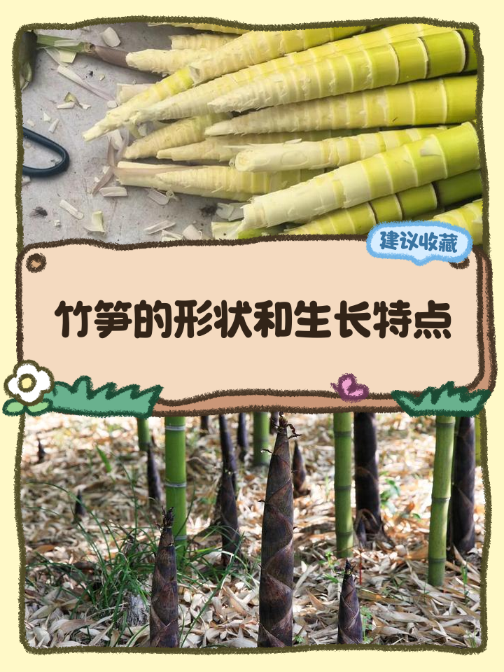 笋怎么读(笋怎么读音) 笋怎么读(笋怎么读音)