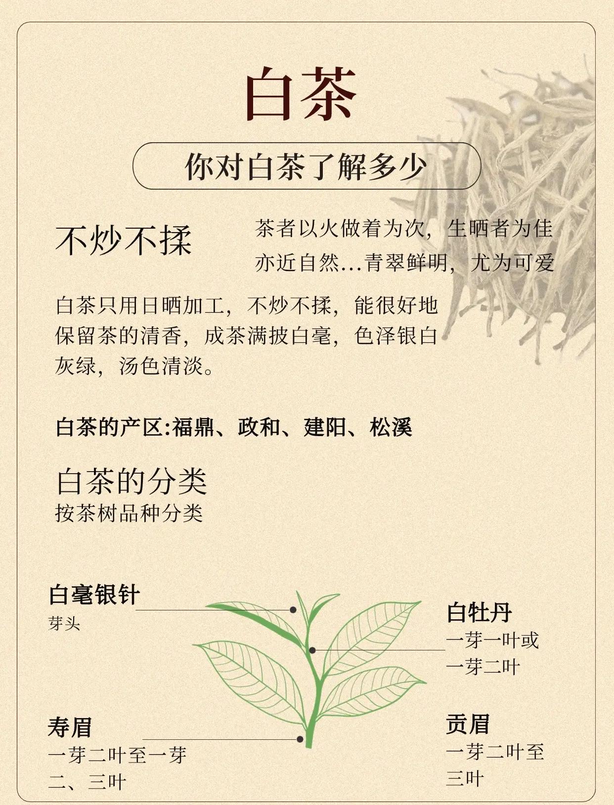 天目湖白茶属于什么茶(天目湖白茶属于什么茶?它和安吉白茶有什么区别?) 天目湖白茶属于什么茶(天目湖白茶属于什么茶?它和安吉白茶有什么区别?)