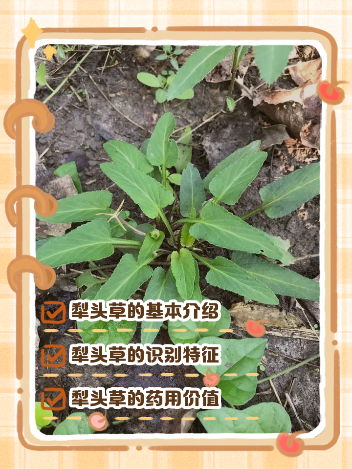 马头兰花的功效与作用(马头兰花的功效与作用及禁忌)