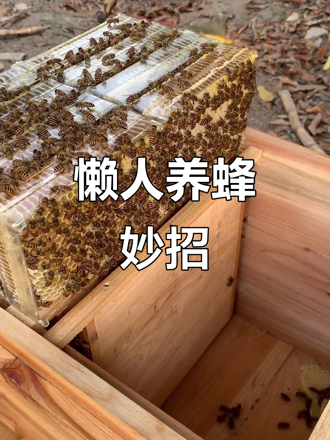 养蜜蜂一年能赚多少钱(养300箱蜜蜂一年利润)