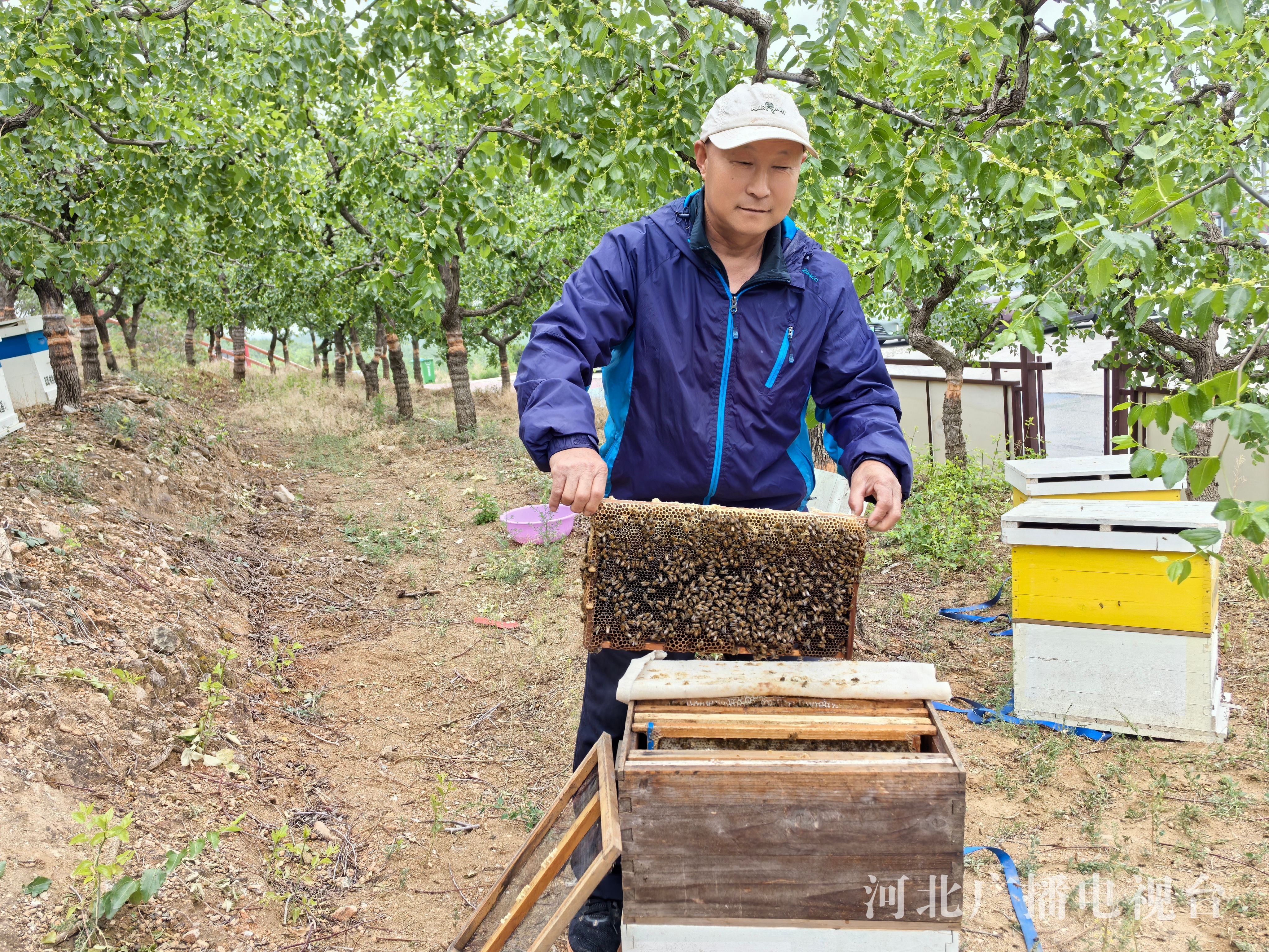 养蜜蜂一年能赚多少钱(养300箱蜜蜂一年利润) 养蜜蜂一年能赚多少钱(养300箱蜜蜂一年利润)