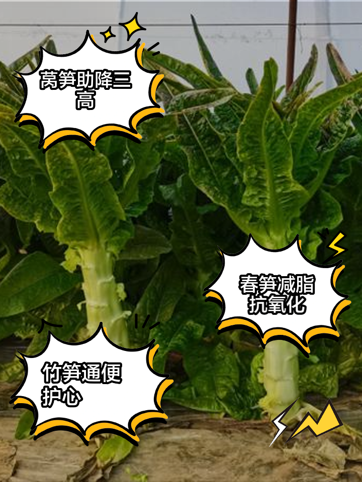 苦笋吃多了有什么副作用(苦笋吃多了有什么副作用吗)