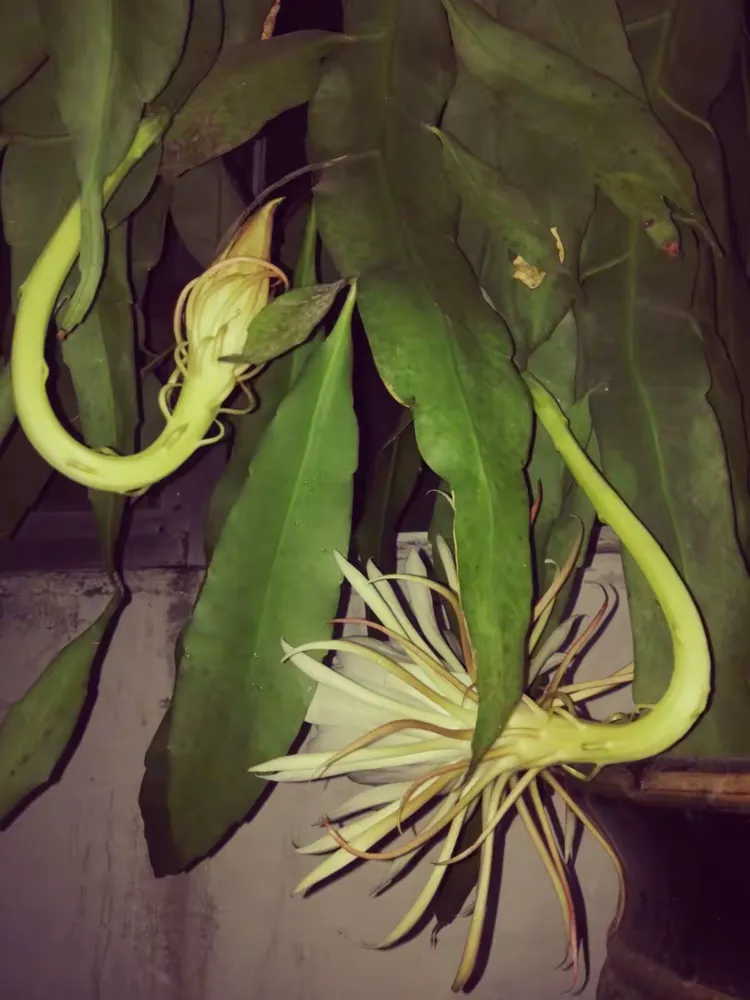 今夜花开小说免费全文阅读(今夜花开小说免费全文阅读零点看点)