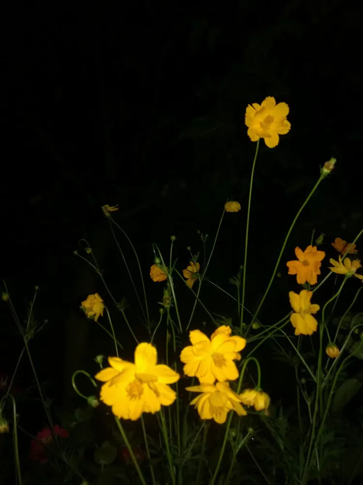 今夜花开小说免费全文阅读(今夜花开小说免费全文阅读零点看点)