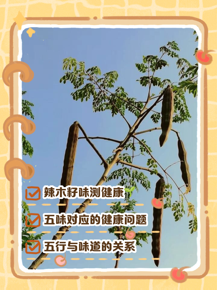 辣木籽买多少一斤(50多岁女人吃辣木籽有用吗)