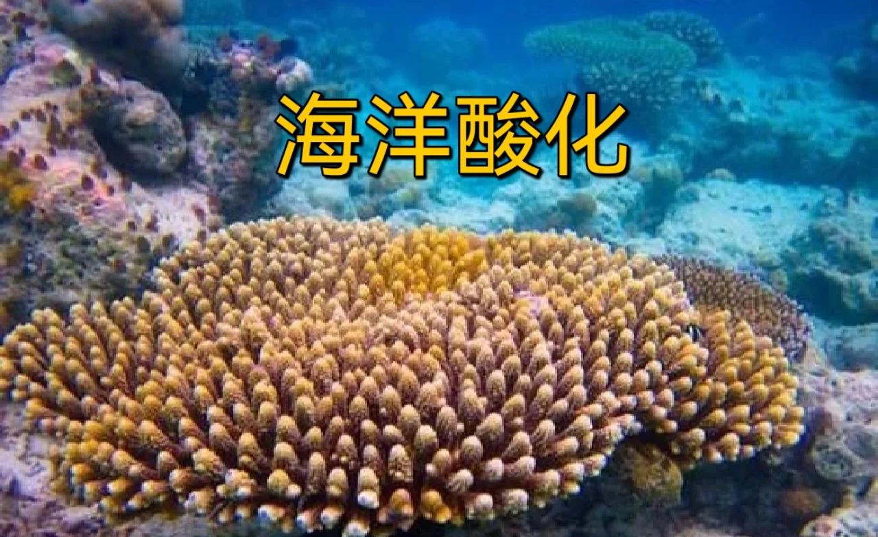 礁的拼音(珊瑚礁的拼音)