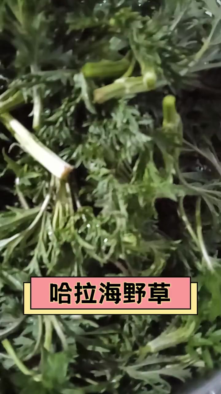 海菜的功效作用与禁忌(海菜的功效作用与禁忌是什么)