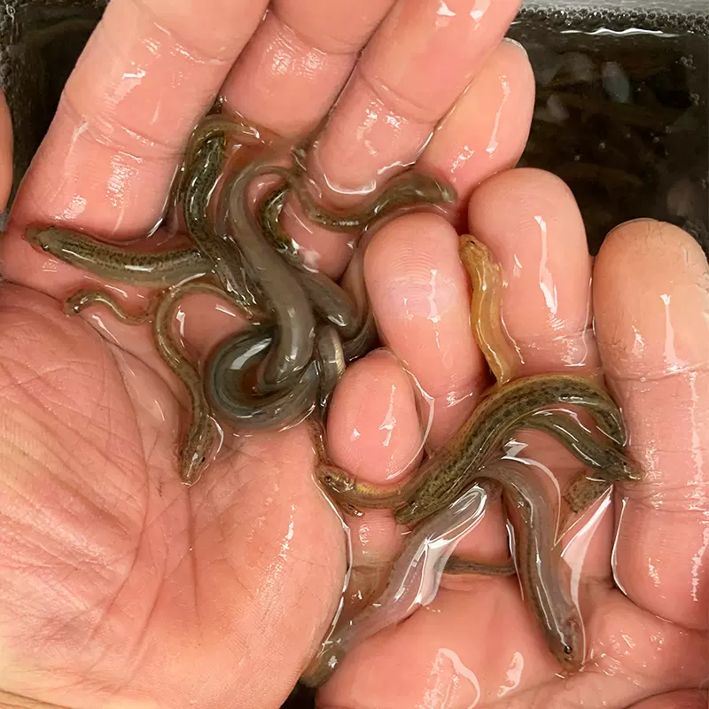 泥鳅有寄生虫吗(泥鳅为何尽量少吃)