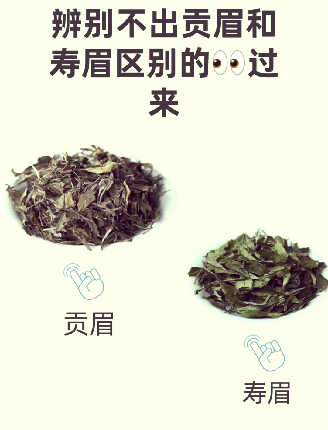贡眉白茶简介(贡眉白茶简介图片)