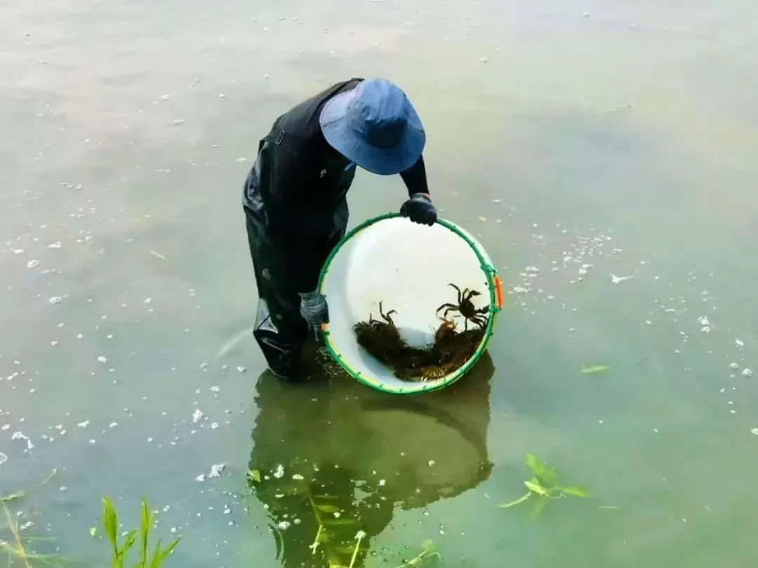 泖(泖的意思)