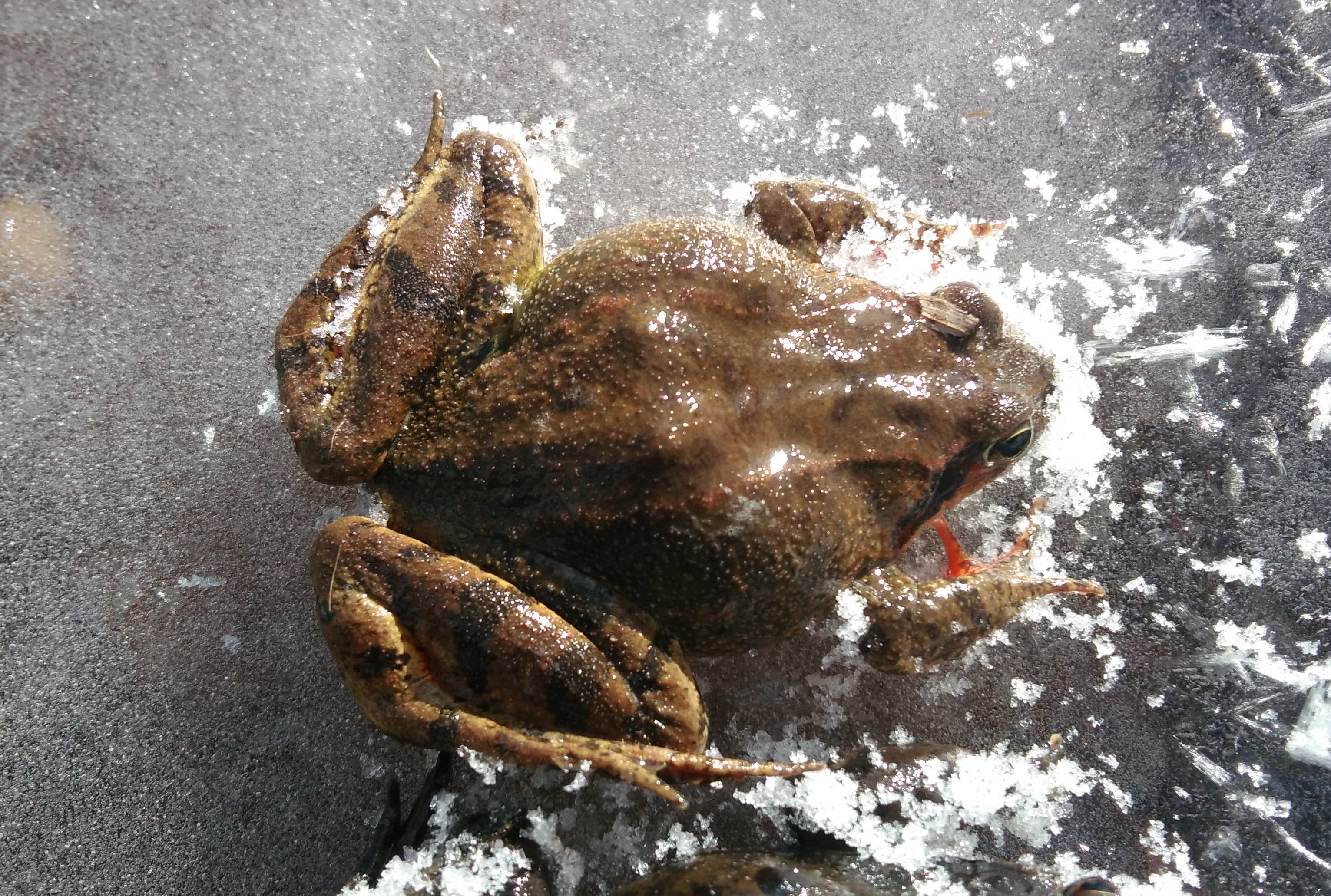 蟆(蟆怎么读)