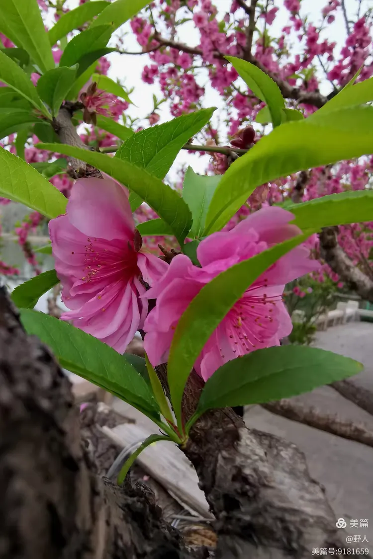 虬劲(虬劲什么意思) 虬劲(虬劲什么意思)