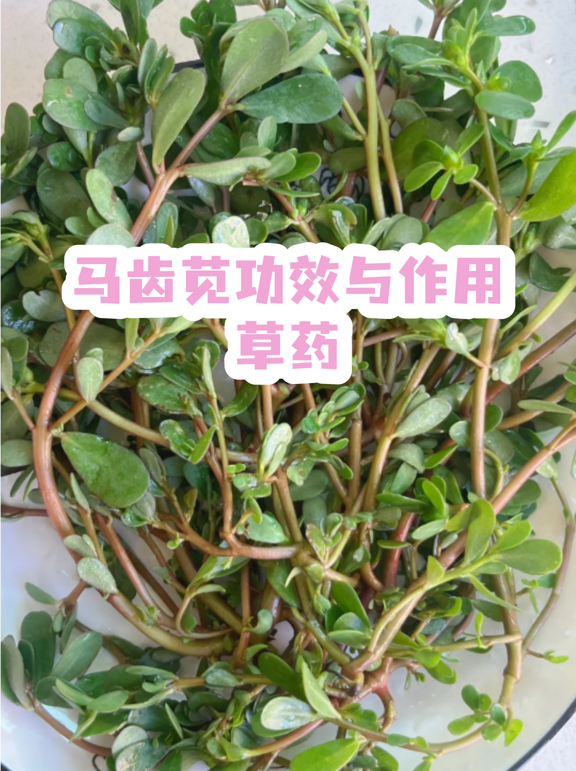 马齿苋茶的功效(马齿苋茶的制作方法) 马齿苋茶的功效(马齿苋茶的制作方法)