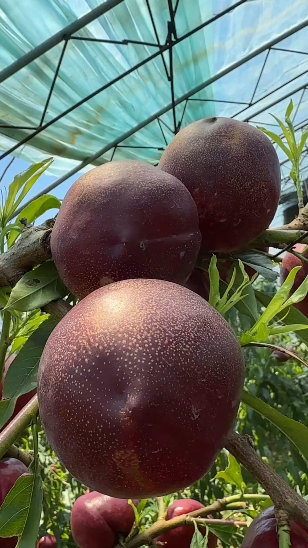 油桃皮能吃吗(油桃皮能吃吗百度百科) 油桃皮能吃吗(油桃皮能吃吗百度百科)