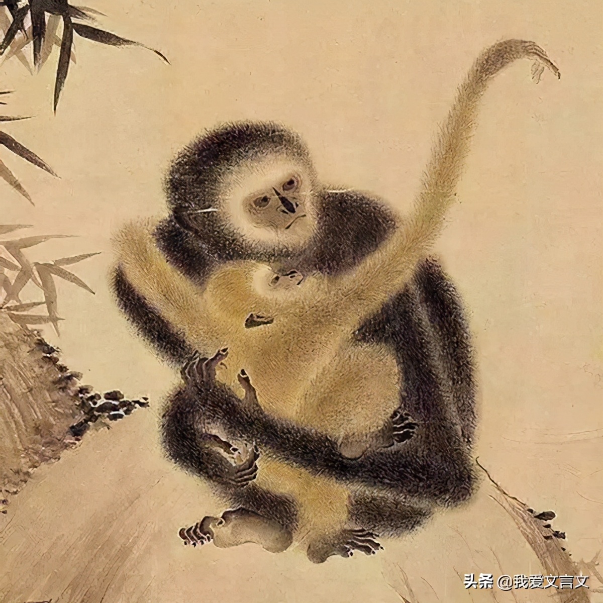 猿母中箭文言文翻译(猿母中箭文言文翻译及原文)