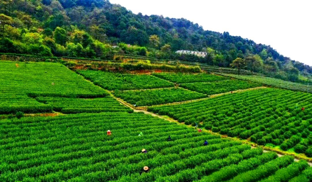 平水珠茶(平水珠茶旗舰店) 平水珠茶(平水珠茶旗舰店)