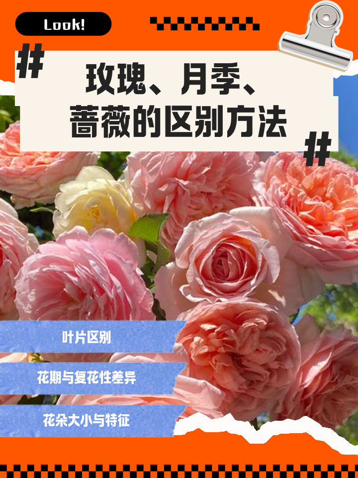 玫瑰花是热性还是凉性(玫瑰花是属于凉性还是热性)