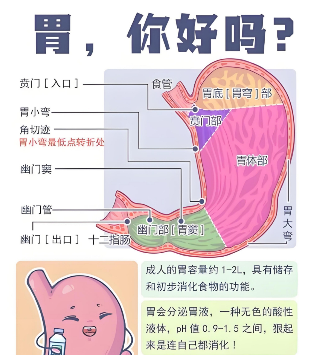 胃的部首(胃的部首和结构)