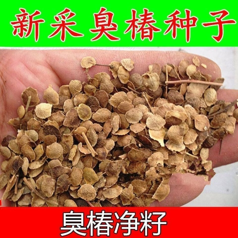 樗(樗栎庸材)