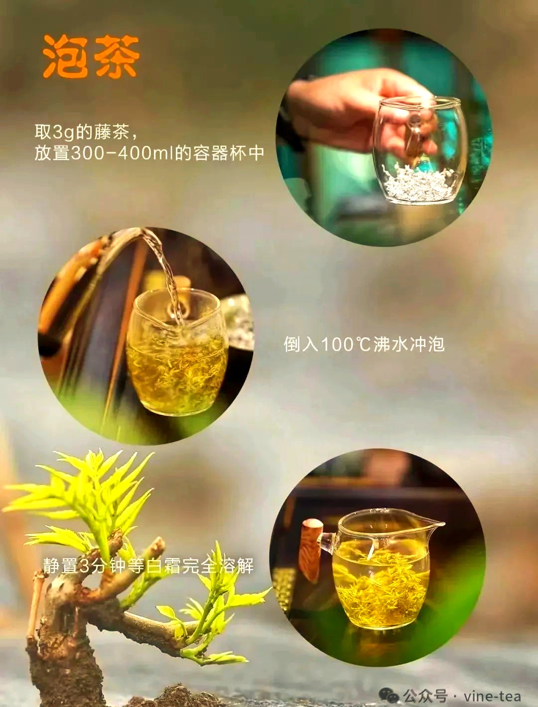 女人长期喝藤茶好吗(长期喝藤茶的好处和坏处)