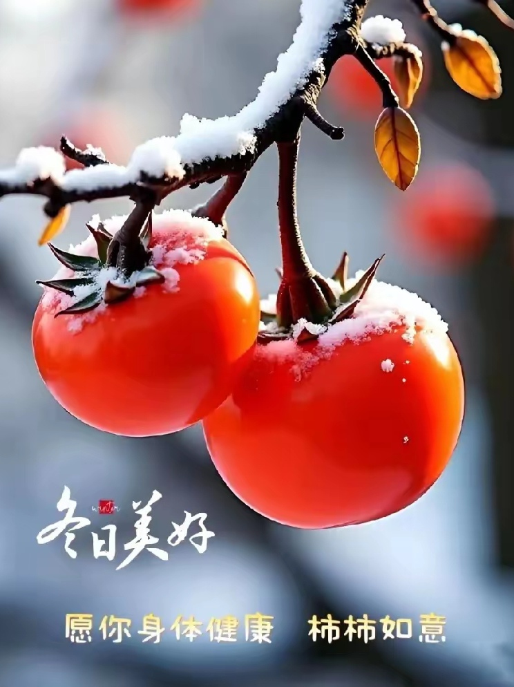 柿的拼音(柿子的拼音)