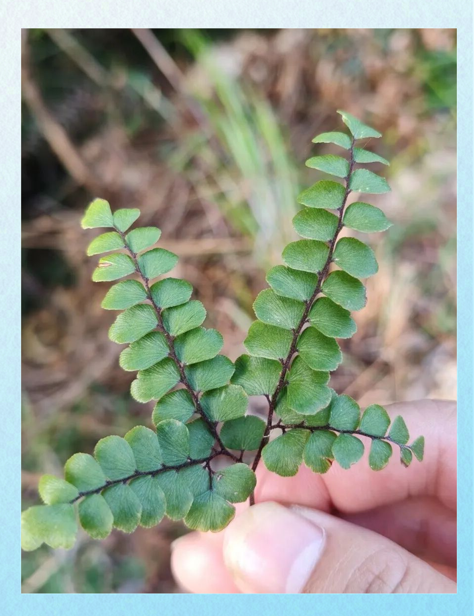 铁线蕨图片大全(铁线蕨的药用价值与副作用)