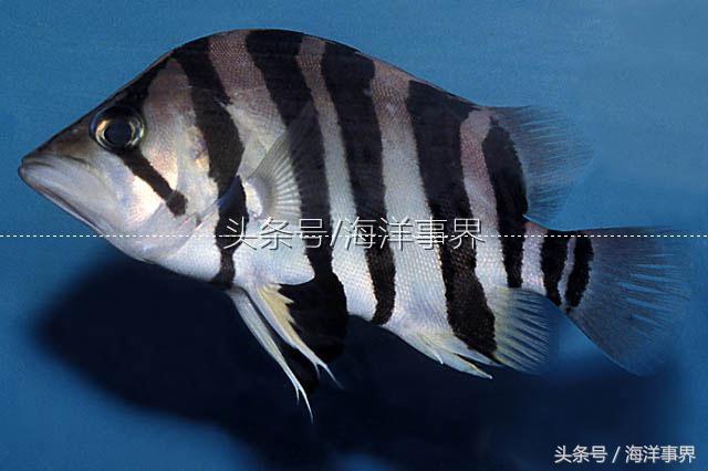 髭(髭须) 髭(髭须)