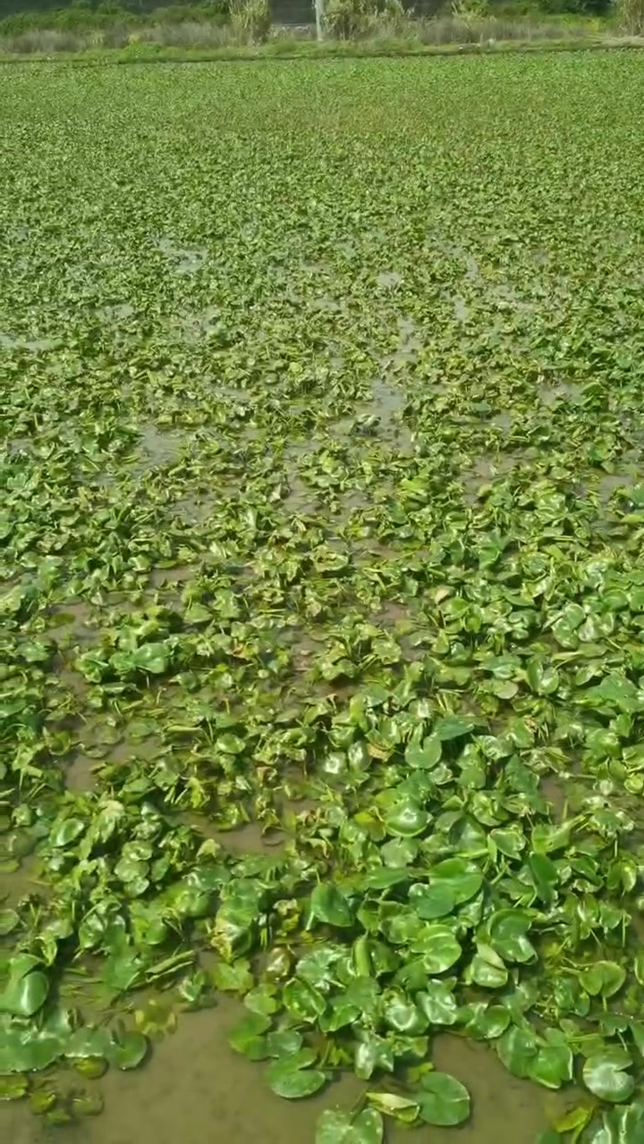 萍藻(萍藻的拼音是什么)