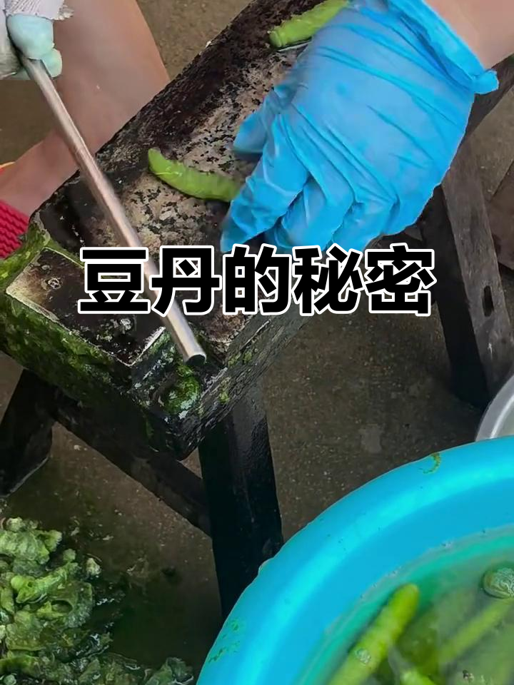 豆丹养殖前景如何(豆丹人工养殖技术规程)