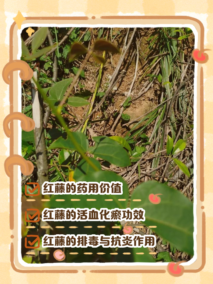 丁公藤的功效与作用(丁公藤注射多少钱一针)