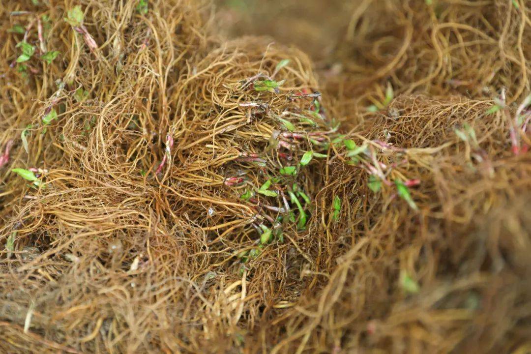 什么药材种植前景最好(什么药材种植前景最好的) 什么药材种植前景最好(什么药材种植前景最好的)