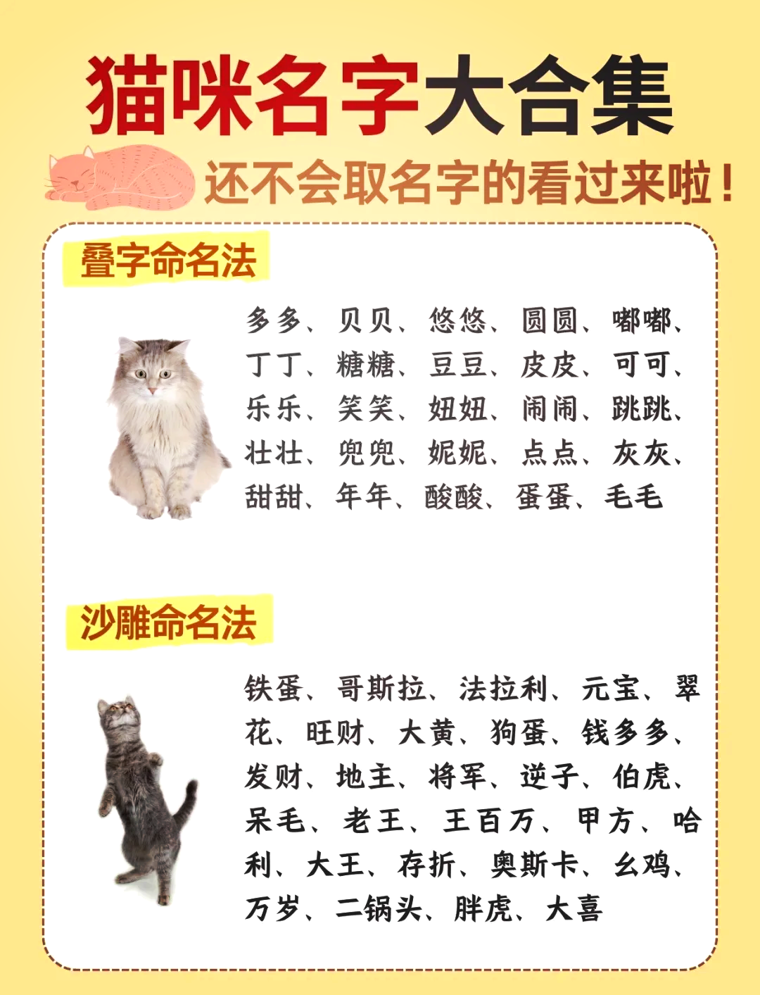 猫姓(猫姓氏怎么读)