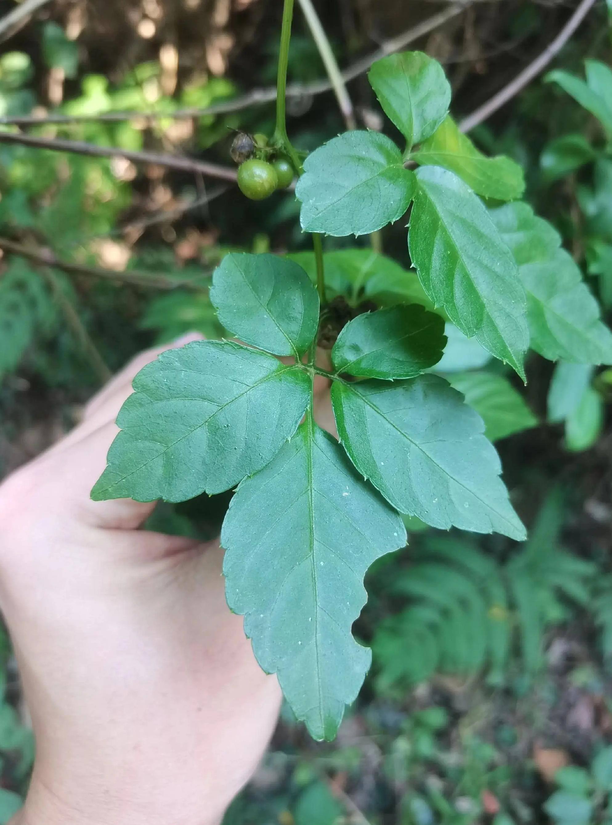 绞股蓝红枣茶(绞股蓝茶里可以放点红枣枸杞吗?) 绞股蓝红枣茶(绞股蓝茶里可以放点红枣枸杞吗?)