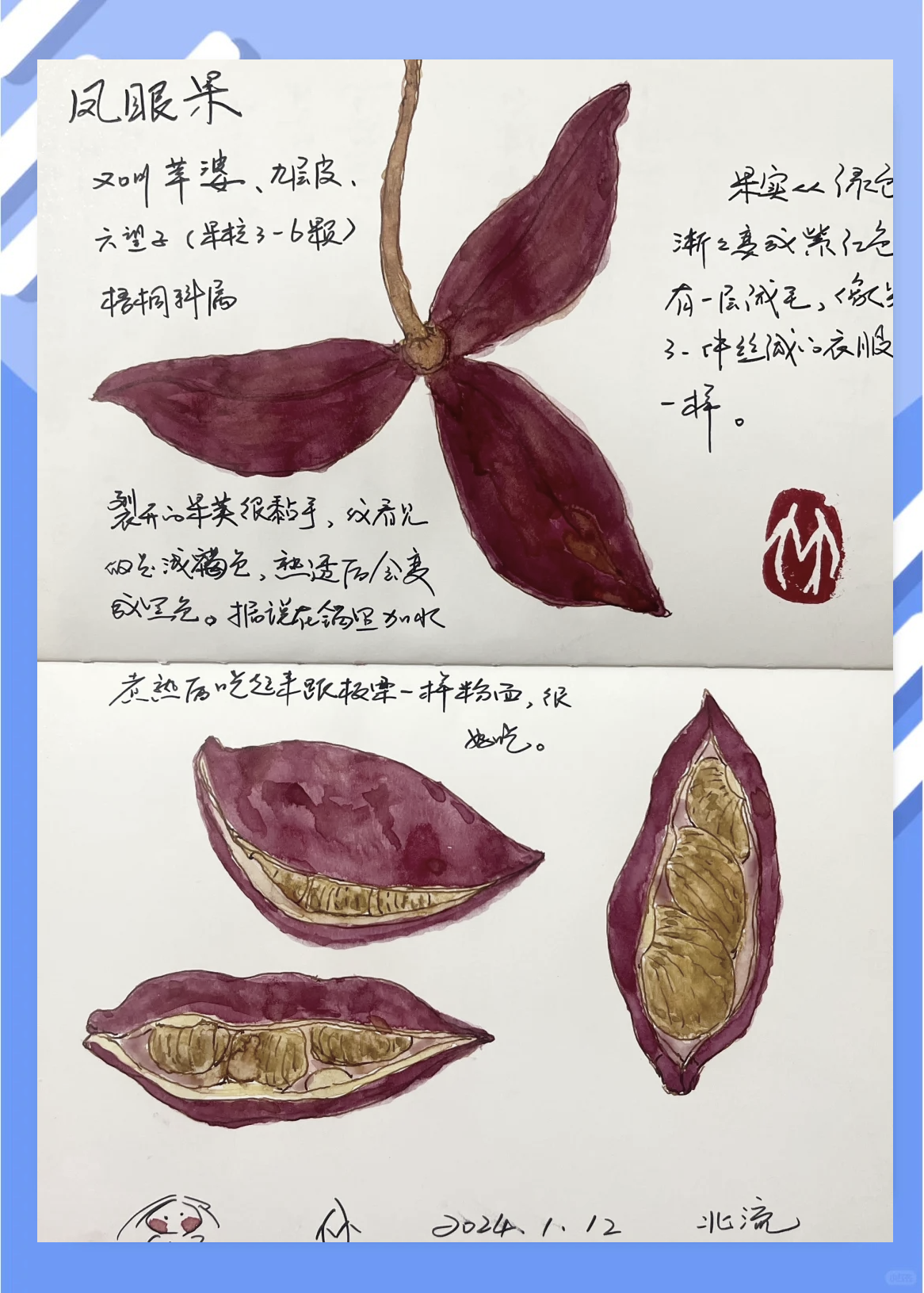 罗望子果的功效与作用(罗望子和酸角是一个东西吗)
