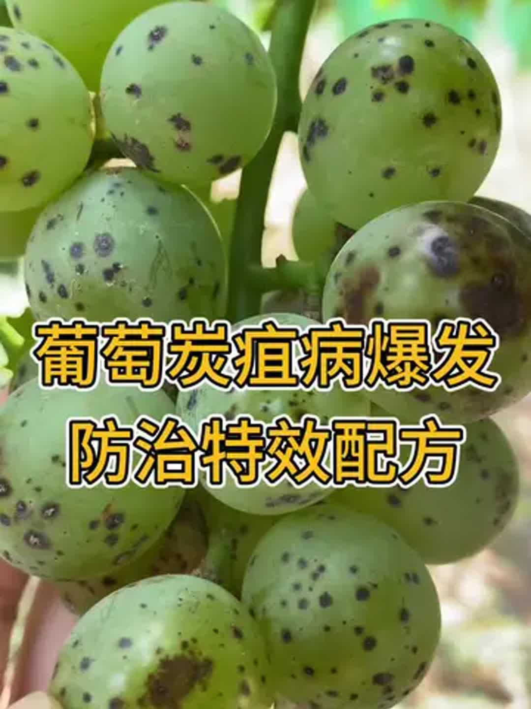葡萄炭疽病特效药(葡萄炭疽最好的特效药)