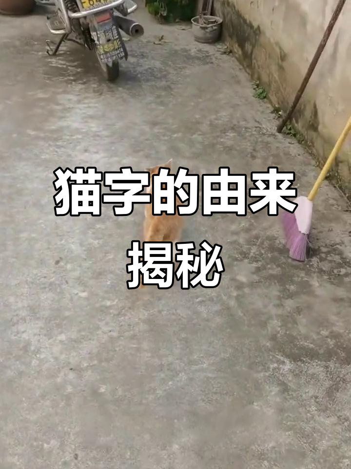 狸猫造句(狸可以造什么句子)